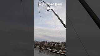 Big striped bass catch and release #fishing #shorefishing #casting #peche #outdoors #catchandrelease