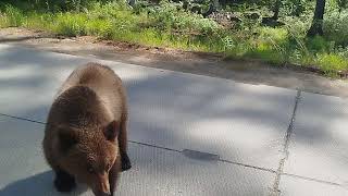 Медведь на трассе. "Якутия"