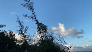 4K HDR 60fps - Tallest tree around ocean [ No Copyright ]