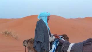 Merzouga Dromedary (Camel) Trek in the Sahara Desert