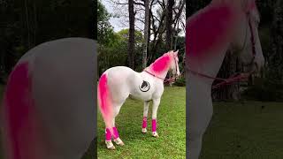 el caballo de Barbie  #caballos #horses #horse #cuartodemilla #caballo #shorts