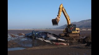 Blue whale - the largest animal