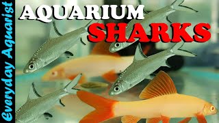 Can You Keep a SHARK in an AQUARIUM? 4 Types of Freshwater Shark Fish