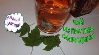 Чай из листьев смородины - натуральная и полезная задумка! Смородиновый чай