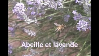 Les Abeilles et la lavande