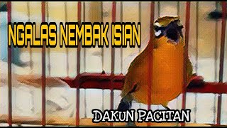 Pleci NEMBAK ISIAN Untuk masteran pleci nembak || Pleci dakun pacitan