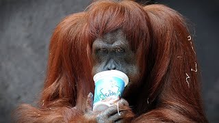 ORANGUTAN🦧 LIKE TO DRINK FROM A CUP | 👍ANIMALS