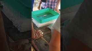 fish experiment in chandanipal fish market 🐠|| shorts||