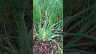 FENNEL #gardeningworld #fromthegarden #growyourfood #handpicked #fennelseed #gardenvegetables