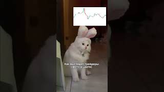 TG - dmdinvest #финансы #trading #cats #инвестиции #коты #shorts