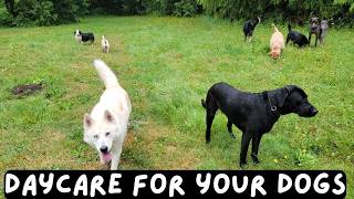 Daycare for your dog 🐶🐕🐩  Keep your dog busy while you are away or entertained while you cuddle