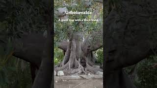 This is an old giant tree in the front yard of a house in Monrovia, California 😮😮😮