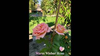 Warm Wisher' Rose