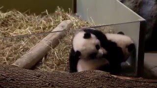 Toronto Zoo's Baby Pandas Jia Panpan and Jia Yueyue (08/03/16)