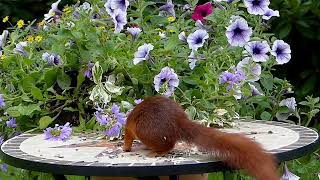 Squirrel funny video