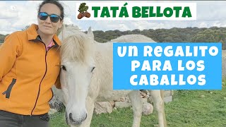 14. Un regalito para los caballos