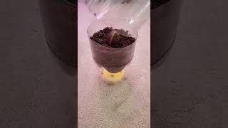 Secrets to Seed Germination: The Bottle Dome Method! Seed Clarifications