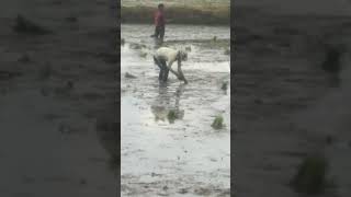 traditional planting rice