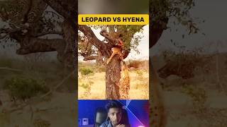 Hyena Attempts to Steal Leopard Meal in the Wild