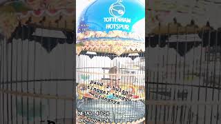 SHORT || suara pancingan piyik perkutut bangkok prospek || wa 0881026643272