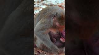 Ep497. Adorable Monkey Has the Cutest Reaction to Meeting a New Friend