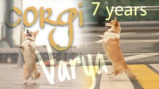 Trua Rivyer Vive Ut Vivas aka Varya The Corgi | 7 years ♥️  Dog Tricks, Dog-frisbee & Fun 😁