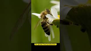 5 interesting bee facts #shorts #facts #bees