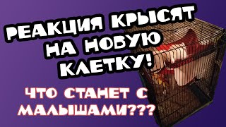 КРЫСЯТА ПЕРЕЕЗЖАЮТ В КЛЕТКУ И ПОЗНАЮТ СЧАСТЬЕ ГАМАКОВ!