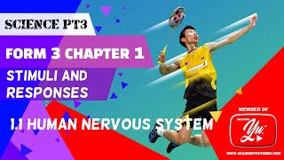 1.1  Human Nervous System