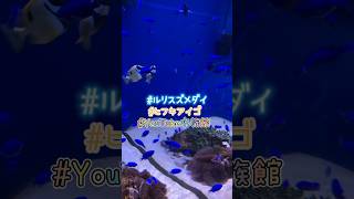 鏡の中の世界／東海大学海洋科学博物館［YouTube水族館］#ルリスズメダイ #ヒフキアイゴ