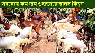 সবচেয়ে কম দাম ৬হাজারে ছাগল কিনুন goat farm