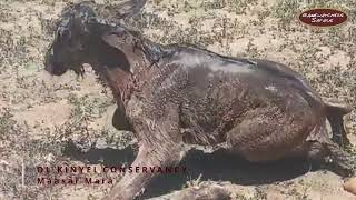 A baby wildebeest takes its first steps