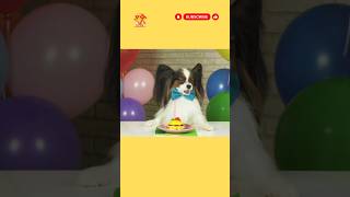 #dog #doglover #birthday #party #youtubeshorts #shortsvideo #shortsfeed #pet #love