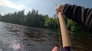 River Tay Salmon Fishing - Scotland - Murthly 2 Beat -  May 2024