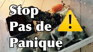 La solution pour les insectes en période difficile