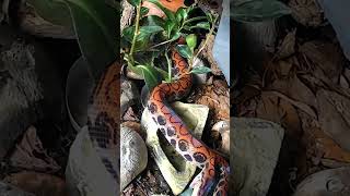 Brazilian rainbow boa finishes off a meal. #wildlife #nature #rainbowboa #amazing #snakes #pets