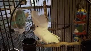 Dodi Cockatoo Dancing to Taylor Swift Shake it Off with my Girlfriend