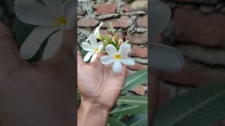 Champa flower plant | flower for winter ❄️| beautiful flowers | fragrant flowers #flute #indiaflower