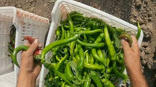 How to harvest pepper.  How many kilos did I collect?  how much money did i make