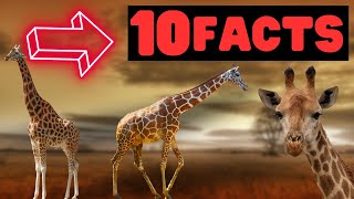 Exploring 10 Amazing Giraffe Facts