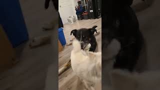 VICIOUS Dog Fight