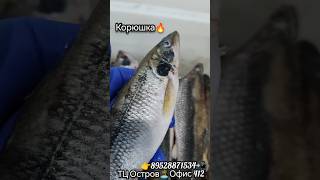 Корюшка🐠в Томске! Северске! Нск! ЧАВЫЧА! НЕРКА! КЕТА! КИЖУЧ! Стерлядь! СЁМГА! Сима! Осётр! ikra70.ru