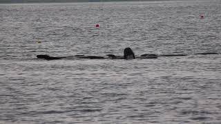 Pilot Whales at Hatston, Orkney