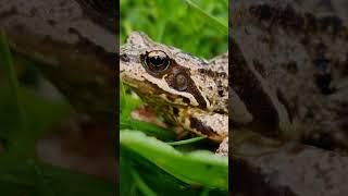 Frog sound #shorts #frog #frogs #frogvideo #froggy #learning #ribbit #soundeffects #educationalvideo