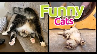 #1 FUNNY CAT MEMES COMPILATION of October 2022