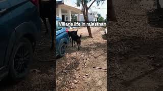 village life in Rajasthan