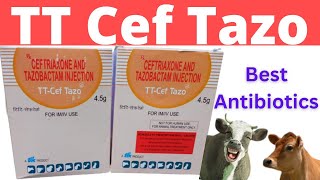 Injection TT Cef Tazo 4.5gm | TT Cef Tazo | Injection Ceftriaxone And Tazobactam Use In Hindi.