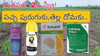 #2nd spray in chilli#పచ్చ పురుగు#తెల్ల దోమ#Evicent#prudens#leonis#godrej#syngenta#valagro#p 20:20:20