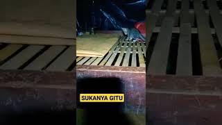 SUKANYA GITU #shorts #kucing #kucingimut #kucinglucu #kucingkampung #cats #viral #istanalokajaya