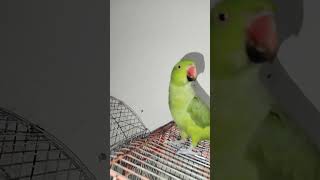 #youtubeshorts #viralvideo #viralshort #foryou #foryoupage #foryou #subscribemychannel #parrot ❤️